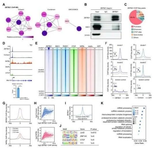 B族智能 引领未来科技的新纪元