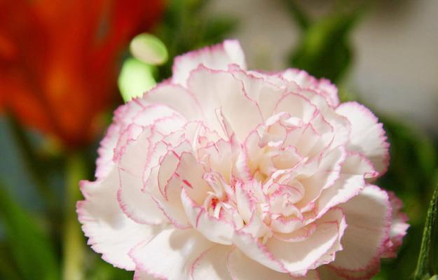 隐藏在秘密花园中的美食家：一场鲜美与独特的味觉狂欢