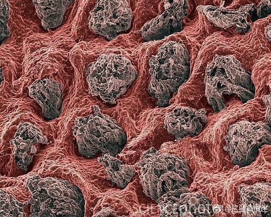 味蕾的世界之旅：畅游全球美食文化的精彩盛宴