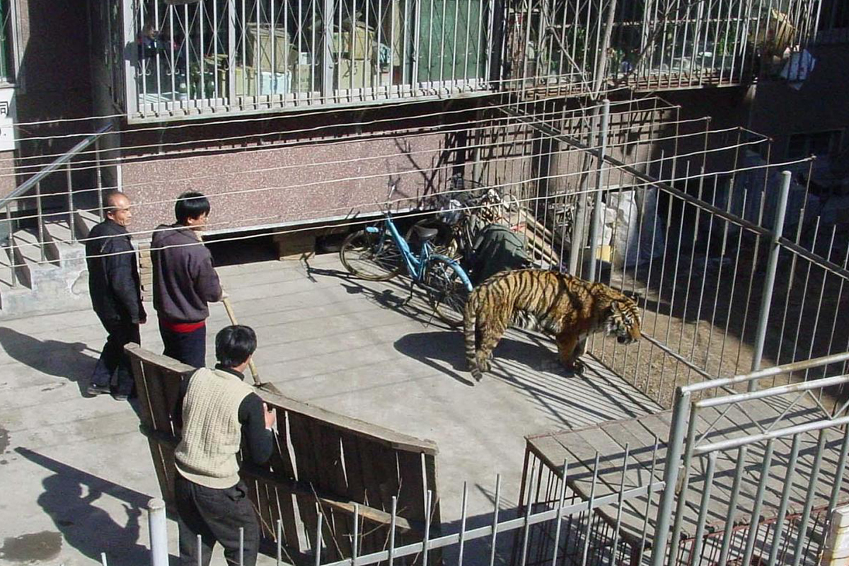 动物园老虎袭人事件