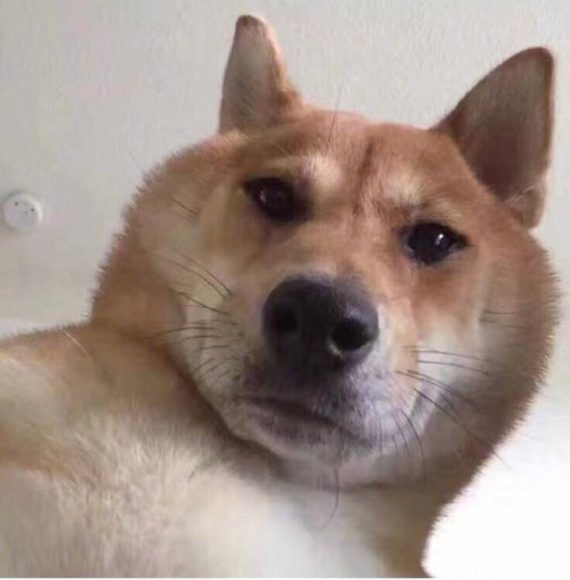 震惊！某动物园发生老虎袭人事件，动物与游客安全如何保障？