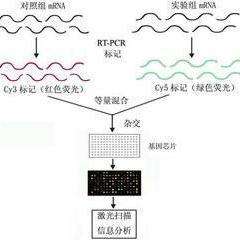 探索生物芯片：开启医疗检测新时代的关键技术