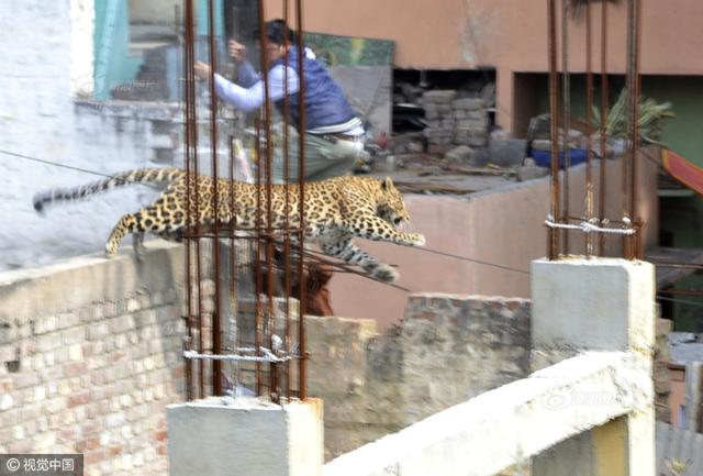 老虎袭人事件曝光：动物园安全措施是否到位？