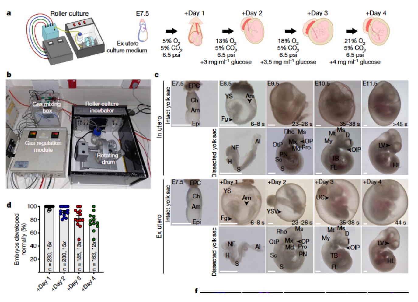 人造子宫技术取得重大进展，引发广泛伦理争议