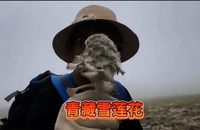 网红因用濒危动物做直播被刑拘
