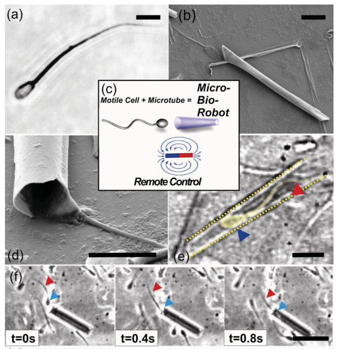 纳米机器人在癌症治疗领域的临床突破：最新试验进展报道