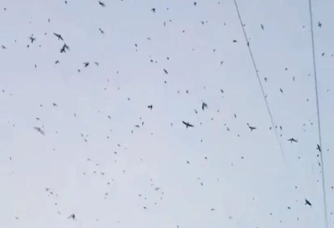 某地突发飞鸟群现象，天空被大片鸟影覆盖