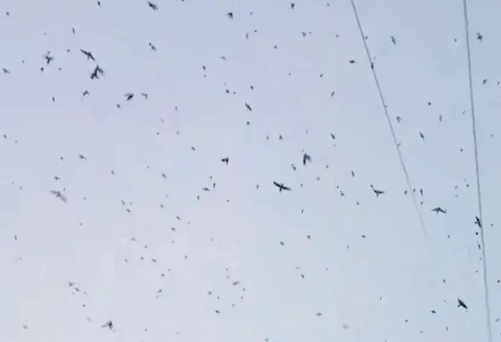天空被大片鸟影覆盖