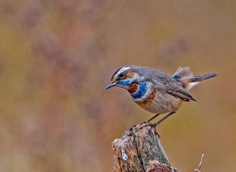 鐢靛晢浠撳偍鍖呰�呬紭鍖栨柟妗堬細鎻愬崌鐗╂祦鏁堢巼涓庡�㈡埛婊℃剰搴︾殑鍏抽敭姝ラ��