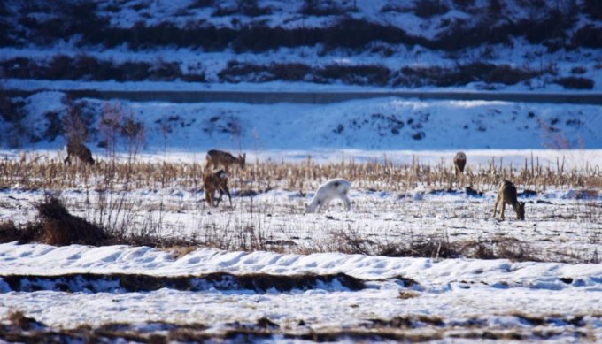 罕见！野生大熊猫闯入居民区，居民们的意外之喜