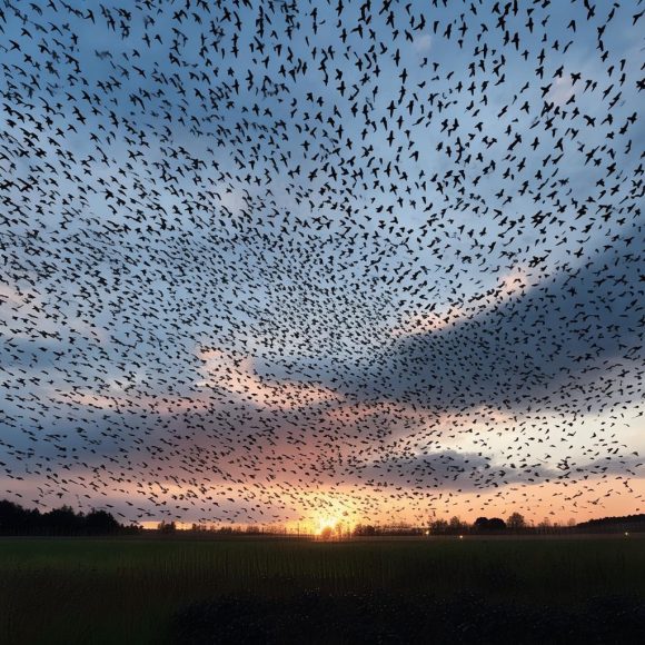 天空被大片鸟影覆盖:自然奇观与生态信号的双重解读